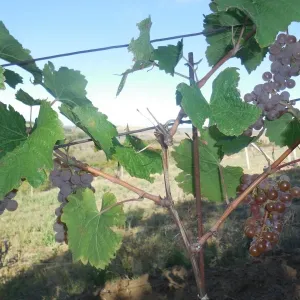 Vinobraní 2017 - 1