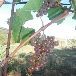 Vinobraní 2017 - 2