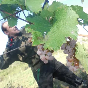 Vinobraní 2017 - 3