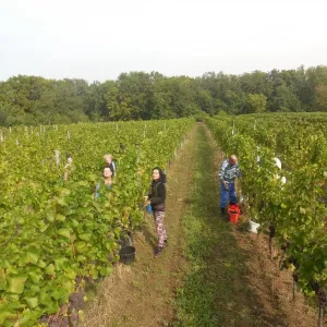 Vinobraní 2017 - 6
