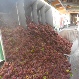Vinobraní 2017 - 8