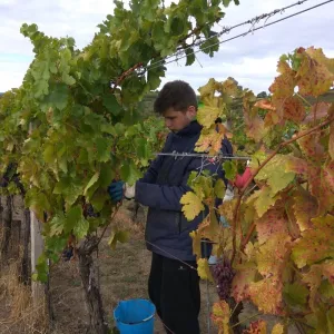 Vinobraní 2017 - 10