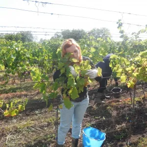 Vinobraní 2017 - 4