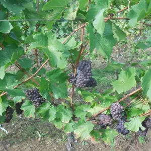 Vinobraní 2017 - 5