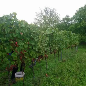 Vinobraní 2018 - 7