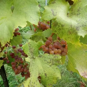Vinobraní 2018 - 1