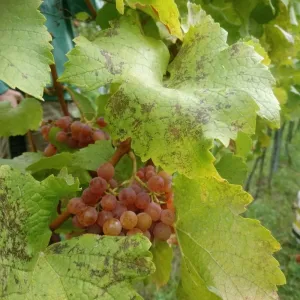 Vinobraní 2018 - 8