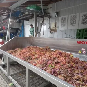 Vinobraní 2018 - 14