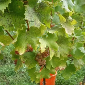 Vinobraní 2018 - 9