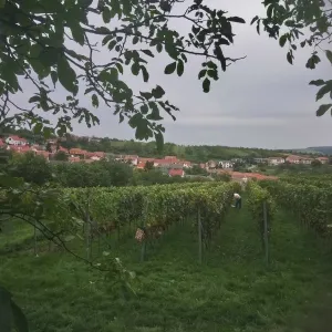 Vinobraní 2018 - 3