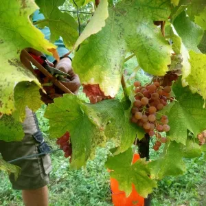 Vinobraní 2018 - 10