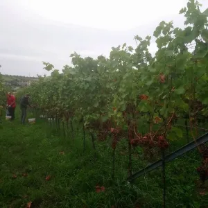 Vinobraní 2018 - 4