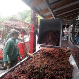 Vinobraní 2018 - 11