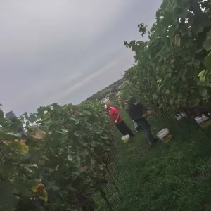 Vinobraní 2018 - 5