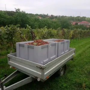 Vinobraní 2018 - 6