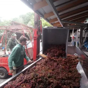 Vinobraní 2018 - 12