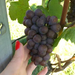 Vinobraní 2018 - 21