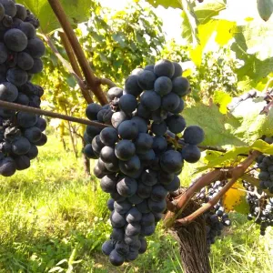 Vinobraní 2018 - 24