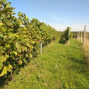 Vinobraní 2018 - 23