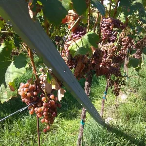 Vinobraní 2018 - 25