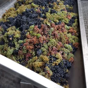 Vinobraní 2018 - 20