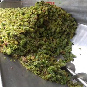 Vinobraní 2018 - 31