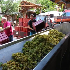Vinobraní 2018 - 28