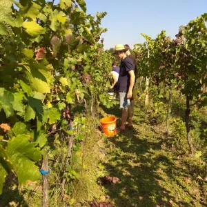 Vinobraní 2018 - 27