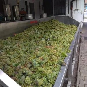 Vinobraní 2018 - 29