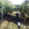 Vinobraní 2016 - 13