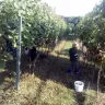 Vinobraní 2016 - 9