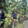Vinobraní 2016 - 7