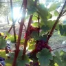 Vinobraní 2016 - 10