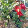 Vinobraní 2016 - 16