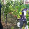 Vinobraní 2016 - 17